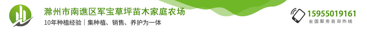 馬尼拉草坪_百慕大草坪_天富道草坪 - 滁州市南譙區(qū)軍寶草坪苗木家庭農場